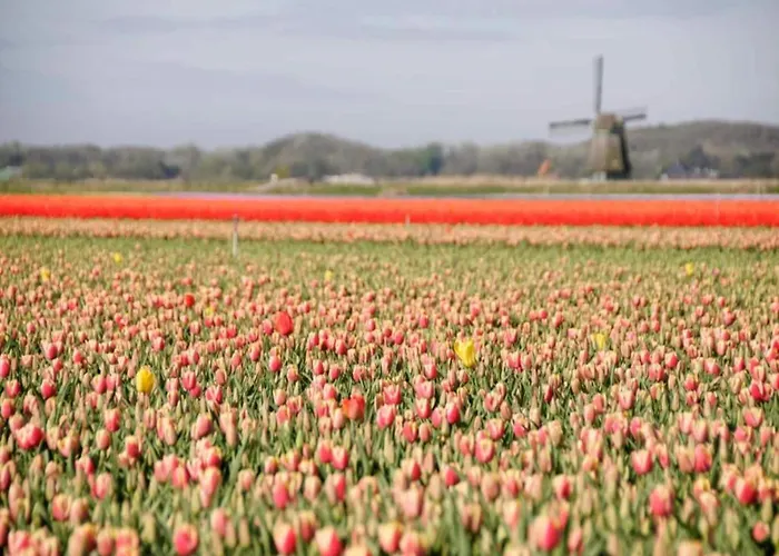 Apartamento In Near Sandy Beaches Bergen